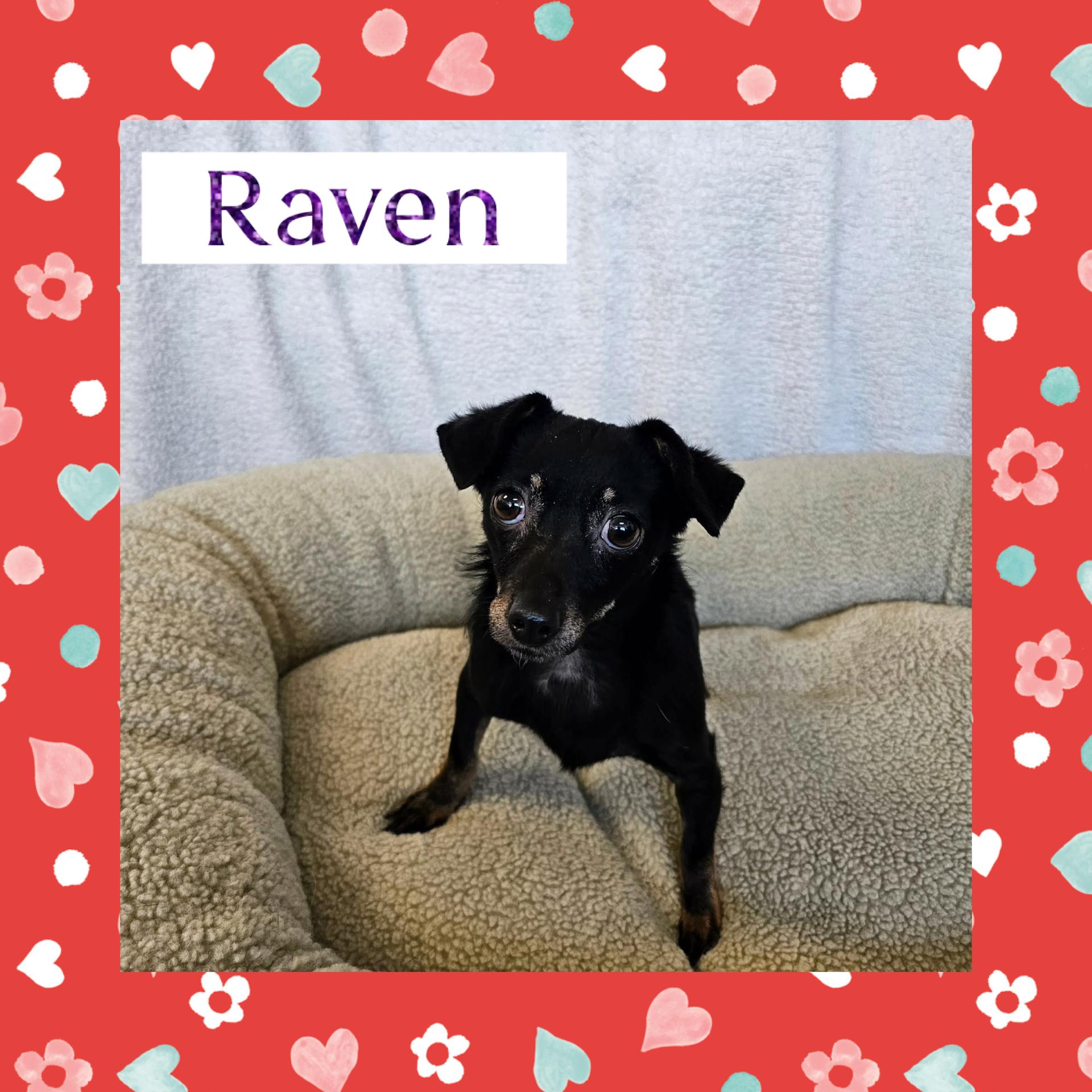 Raven, ADOPTABLE, Young Female Chihuahua.
