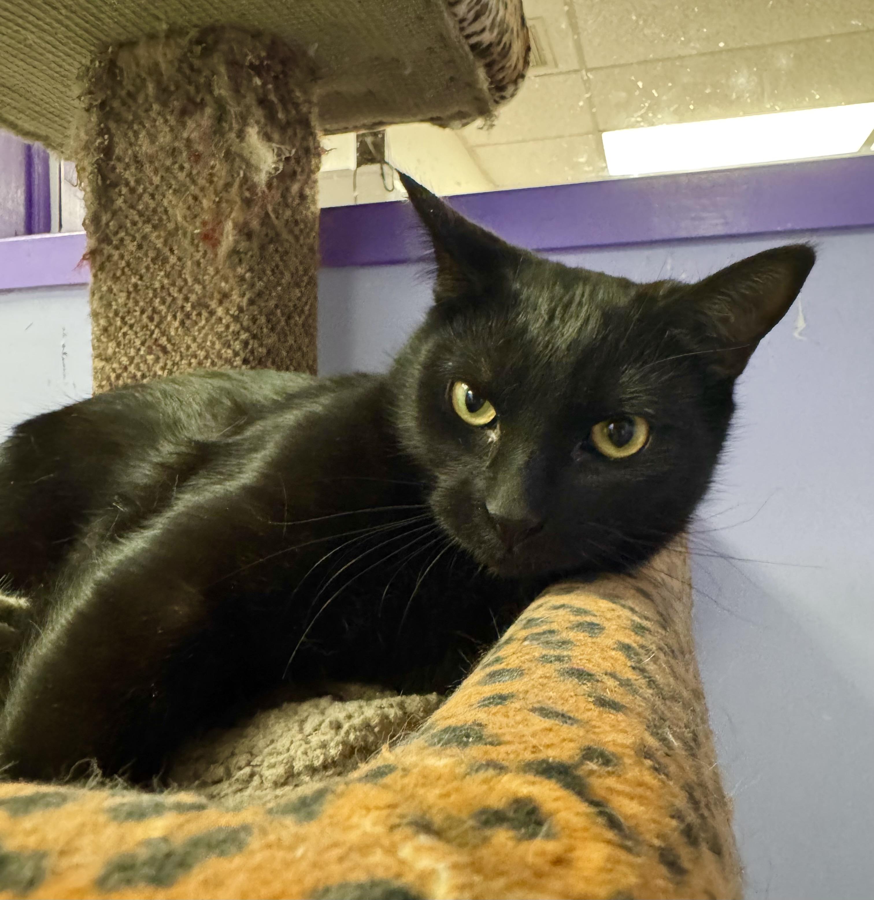 Versailles, a Adoptable Domestic Short Hair in Richboro, PA image 1/2