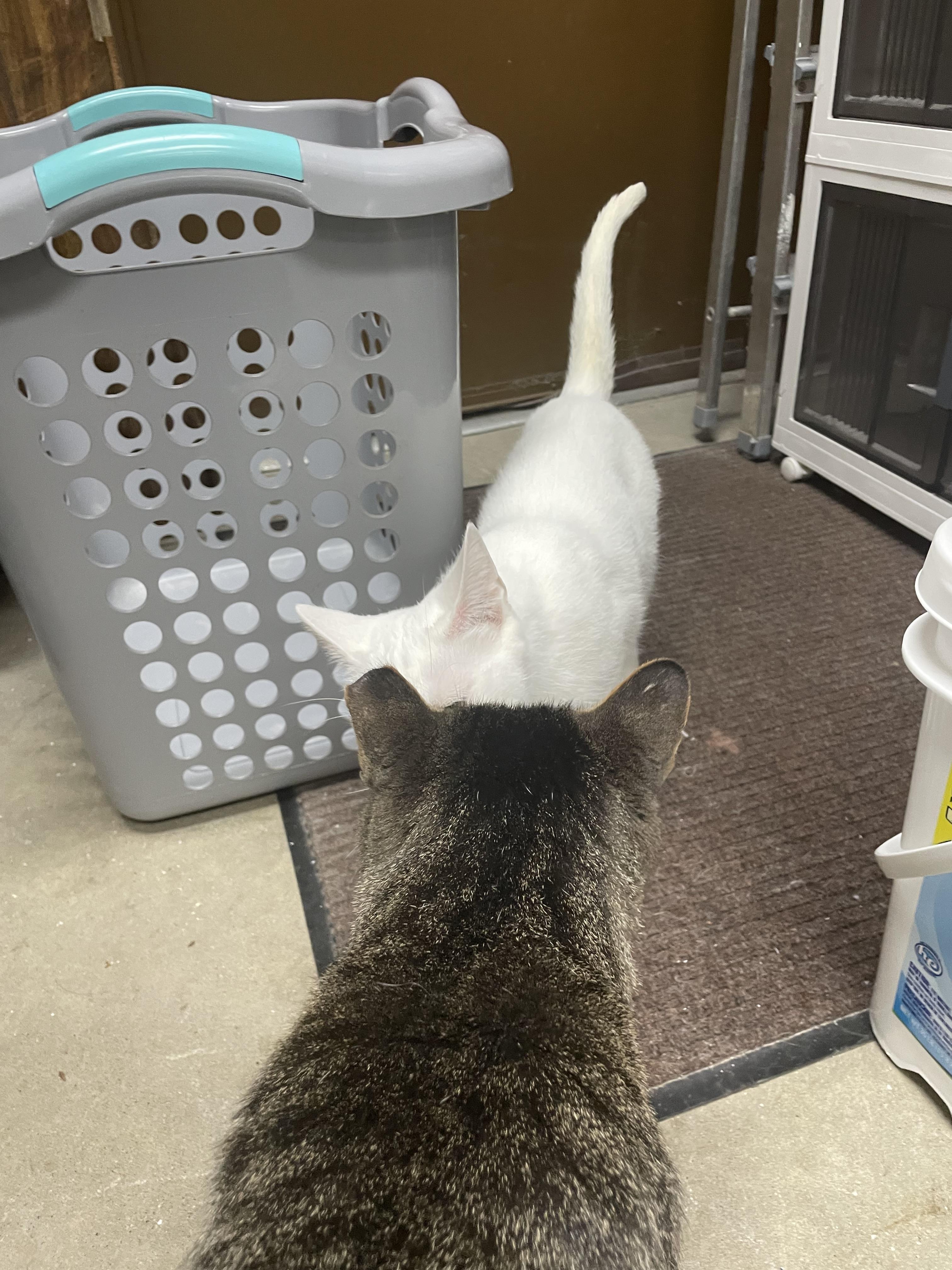 Marsha Mellow, Adoptable, Adult Female Domestic Short Hair.