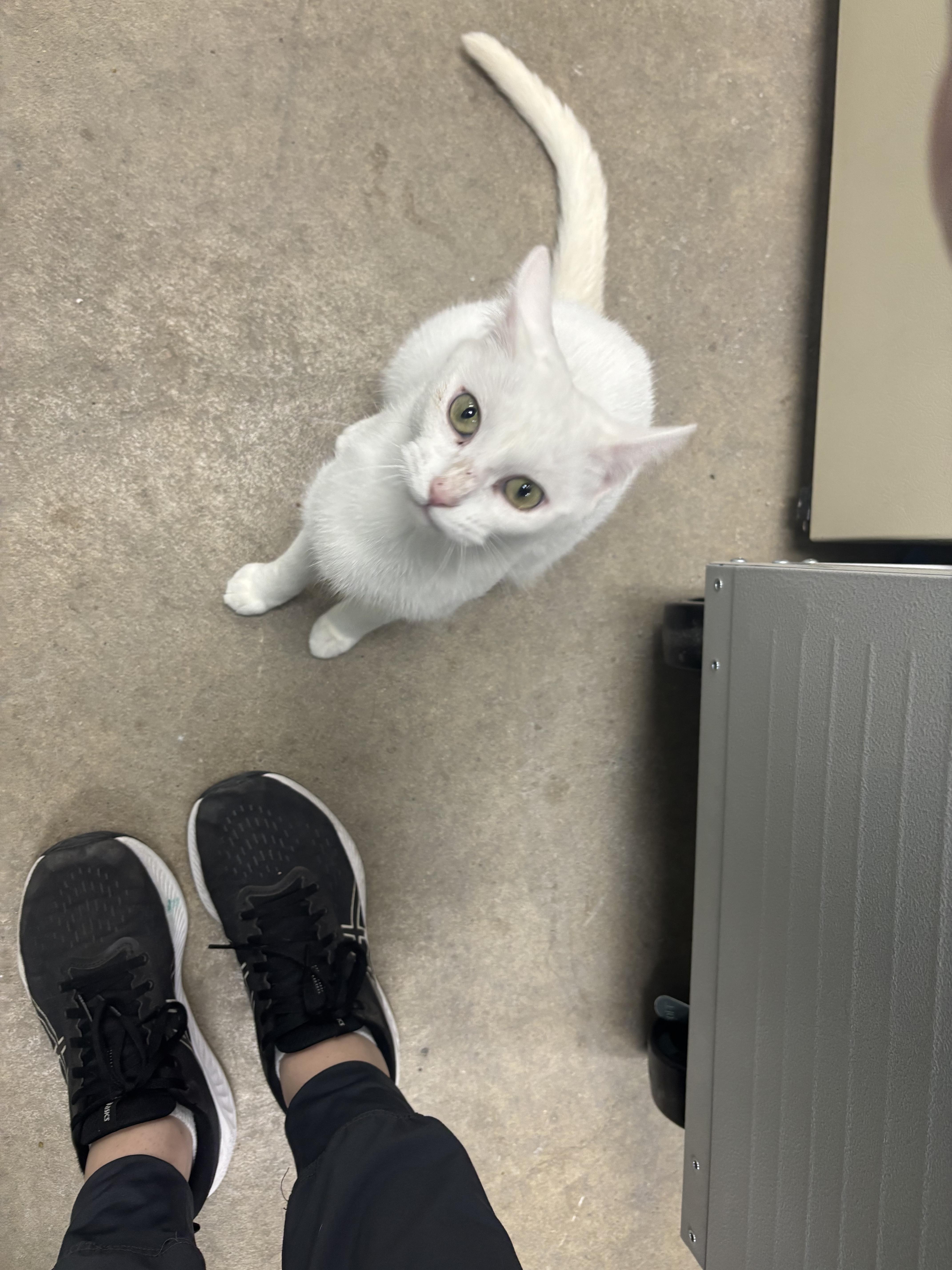 Enlarge Marsha Mellow, a Adoptable Domestic Short Hair in Holly, MI image 2/6