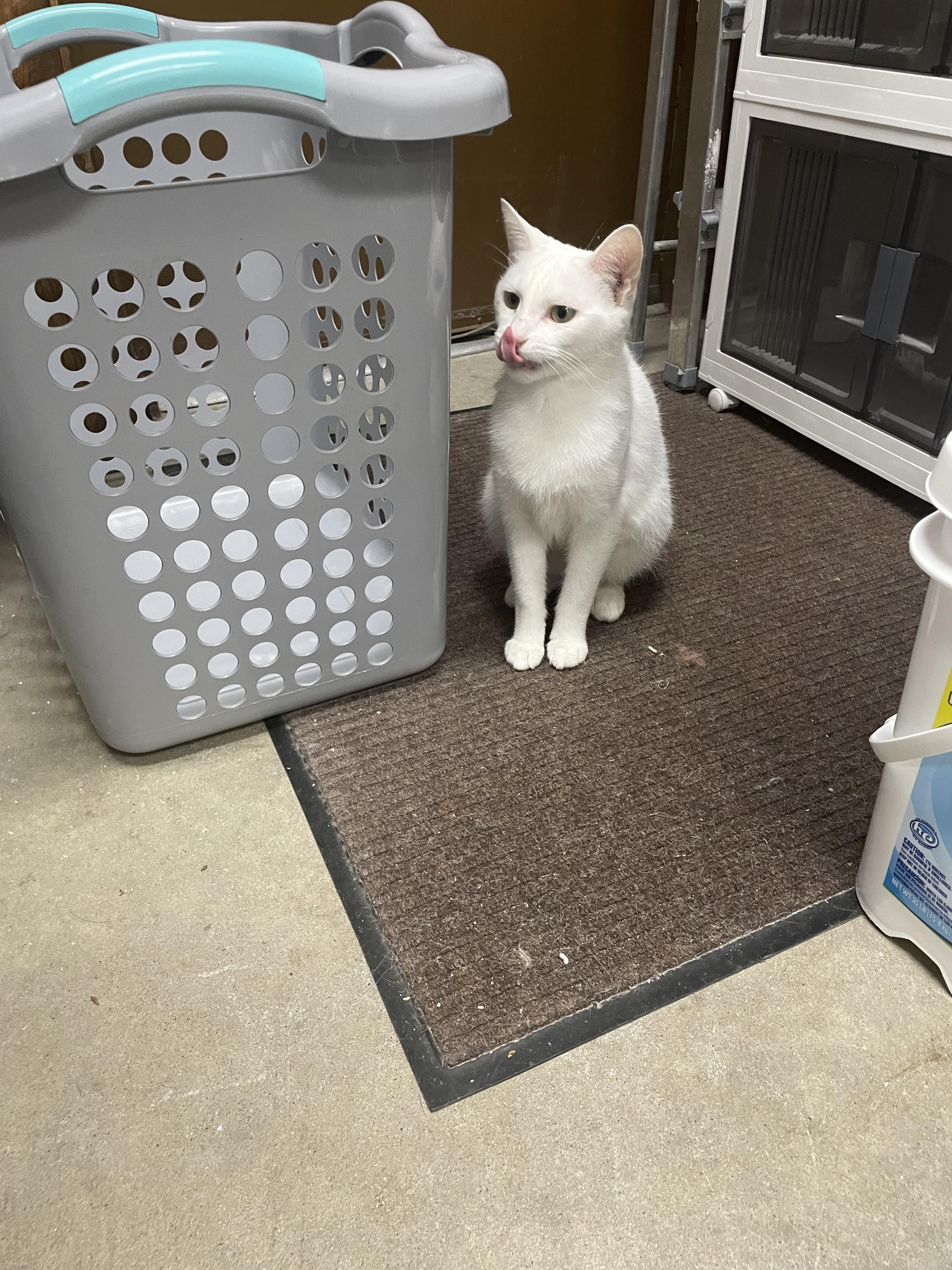 Enlarge Marsha Mellow, a Adoptable Domestic Short Hair in Holly, MI image 3/6