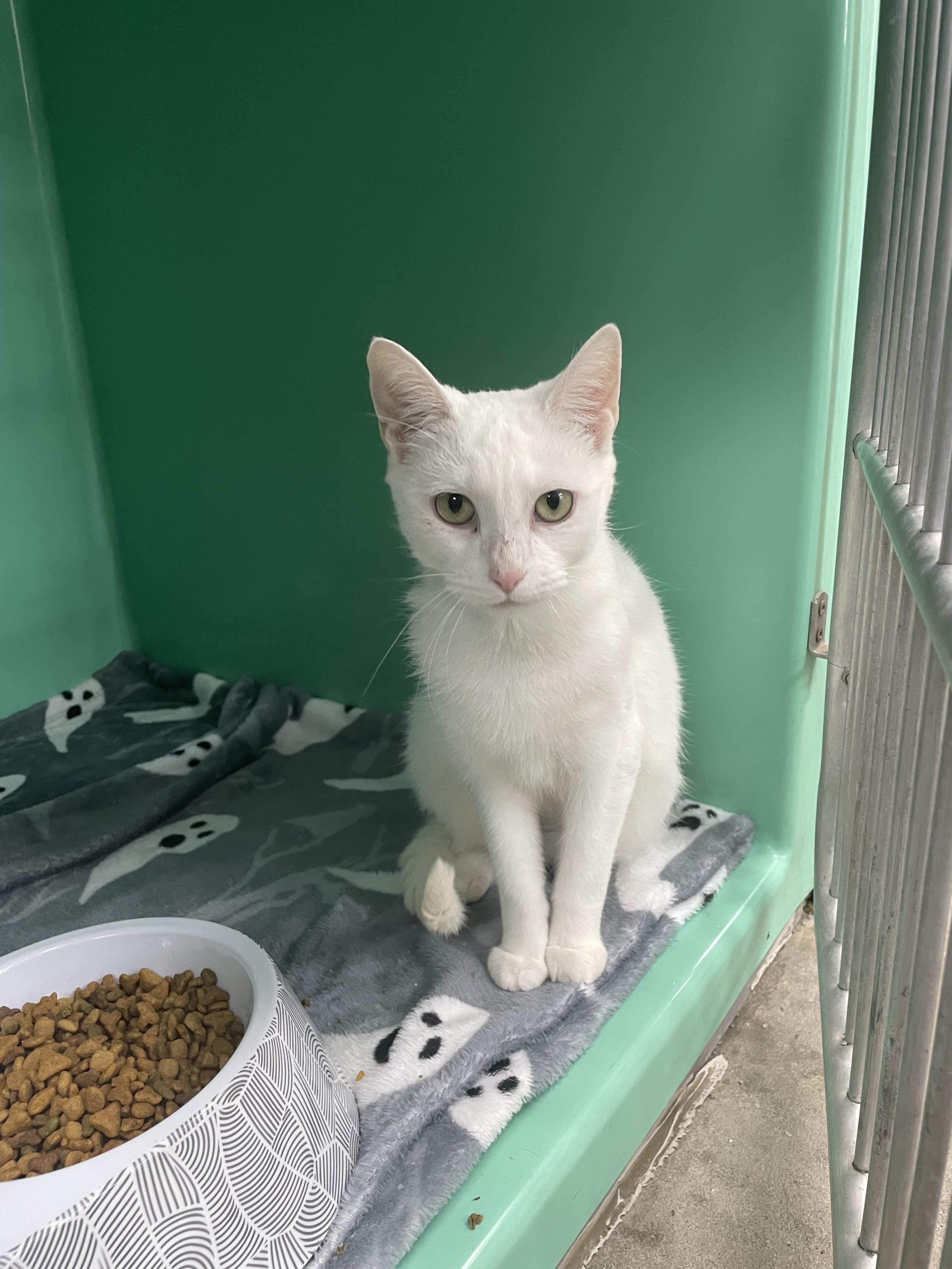 Enlarge Marsha Mellow, a Adoptable Domestic Short Hair in Holly, MI image 4/6