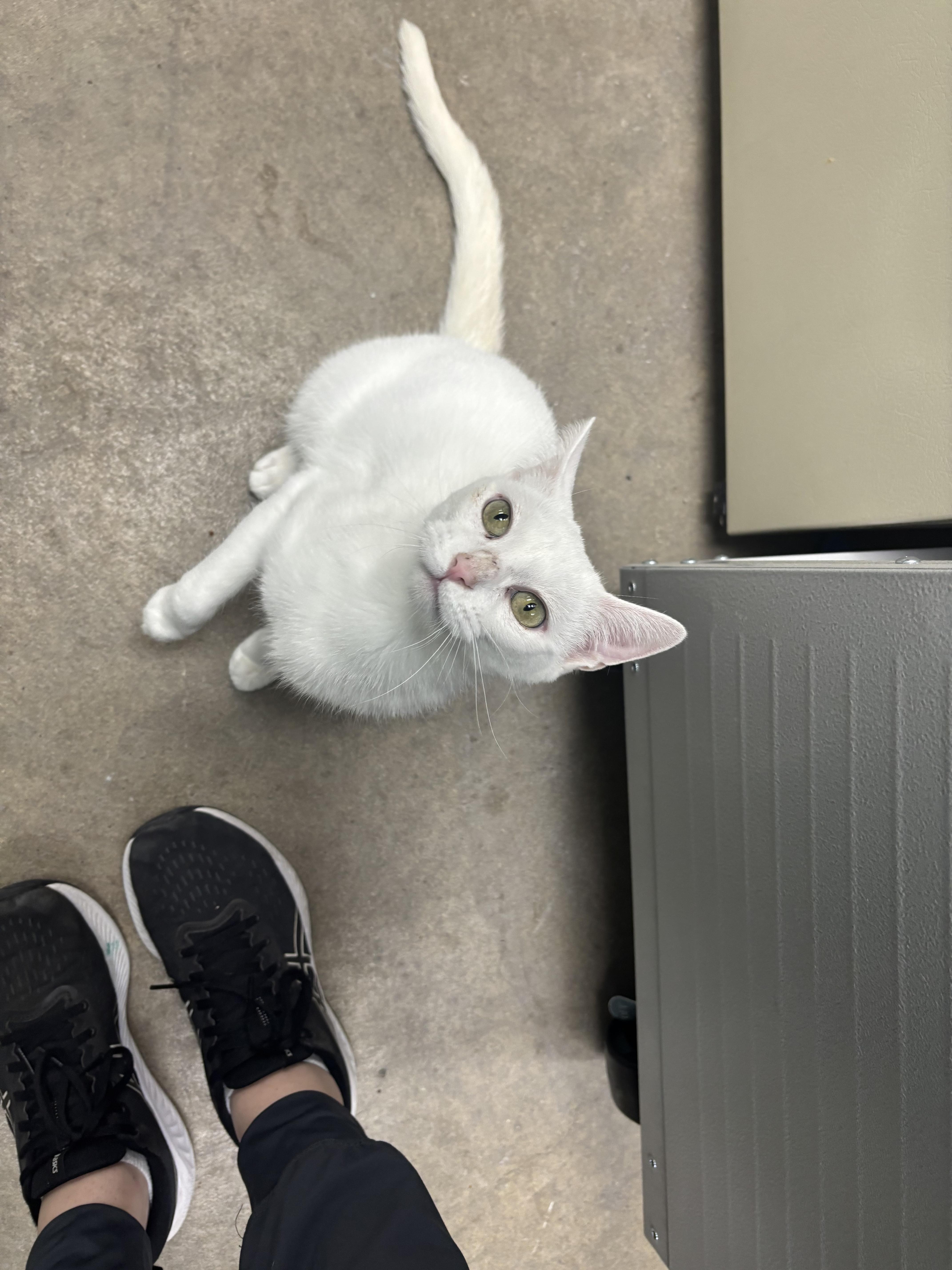 Enlarge Marsha Mellow, a Adoptable Domestic Short Hair in Holly, MI image 5/6