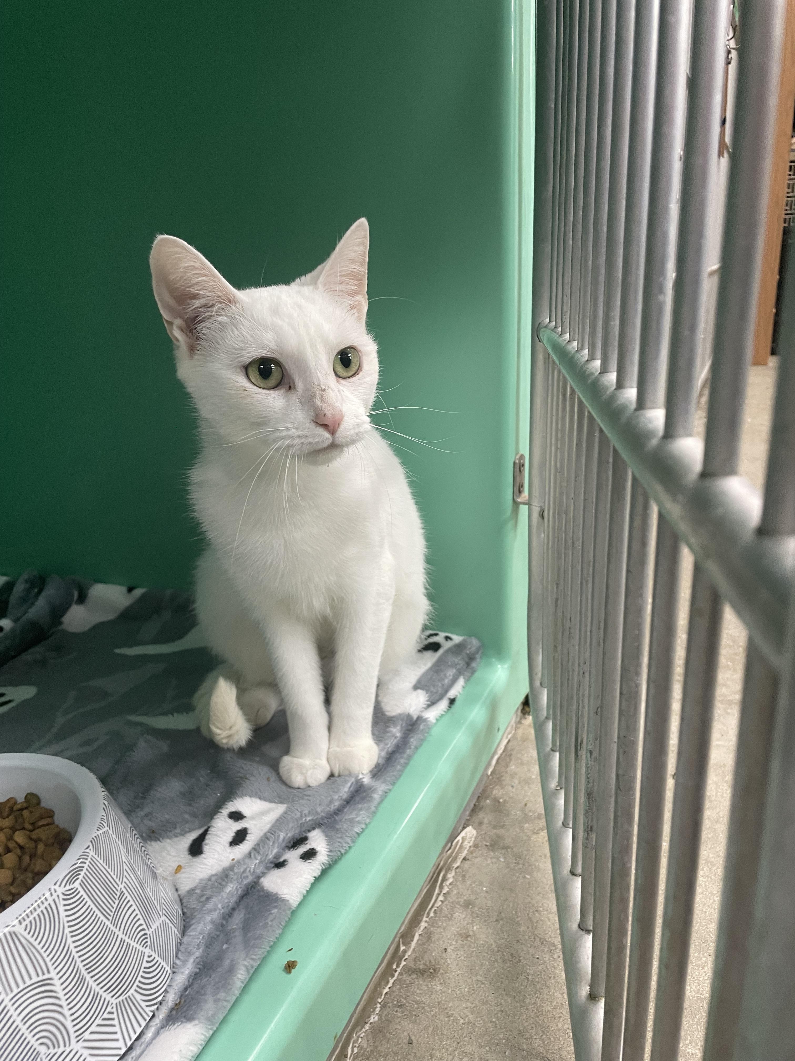 Enlarge Marsha Mellow, a Adoptable Domestic Short Hair in Holly, MI image 6/6