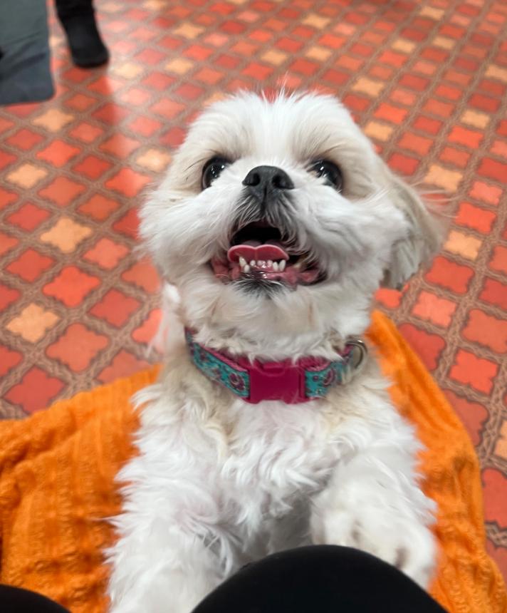 Enlarge Lucy and Bailey, a ADOPTABLE Shih Tzu in Foster, RI image 5/5