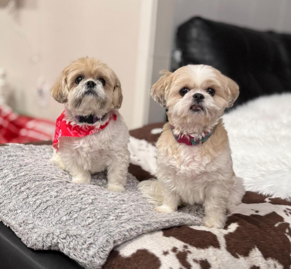 Enlarge Lucy and Bailey, a ADOPTABLE Shih Tzu in Foster, RI image 1/5