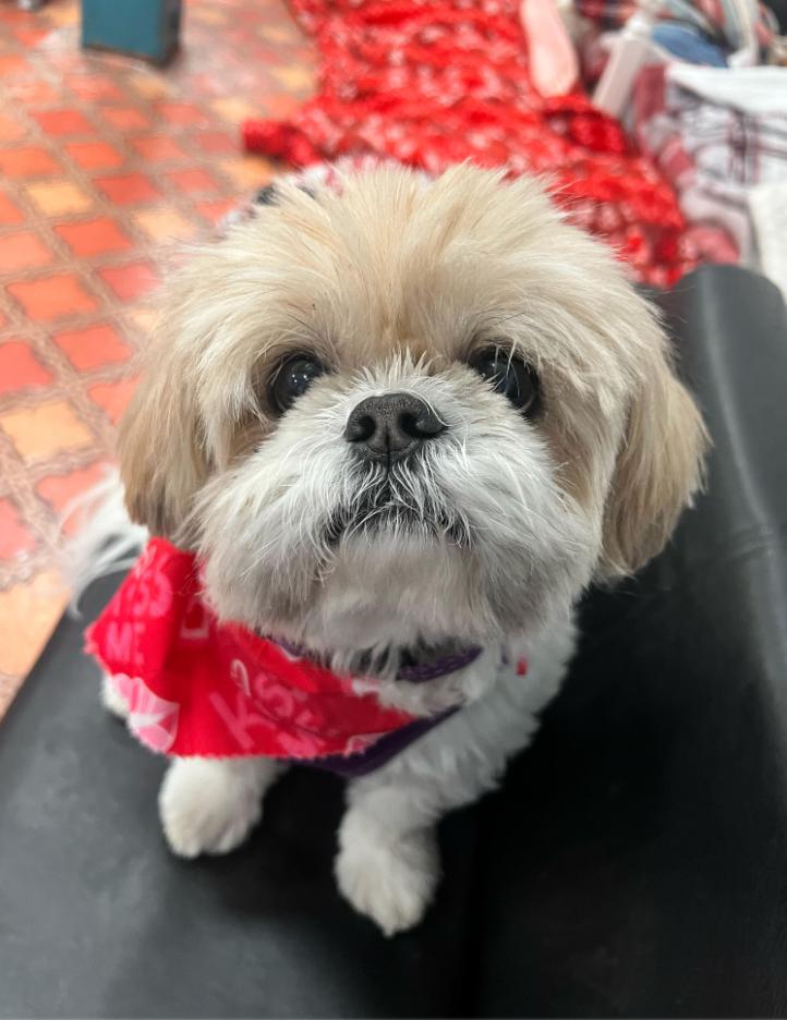 Enlarge Lucy and Bailey, a ADOPTABLE Shih Tzu in Foster, RI image 4/5