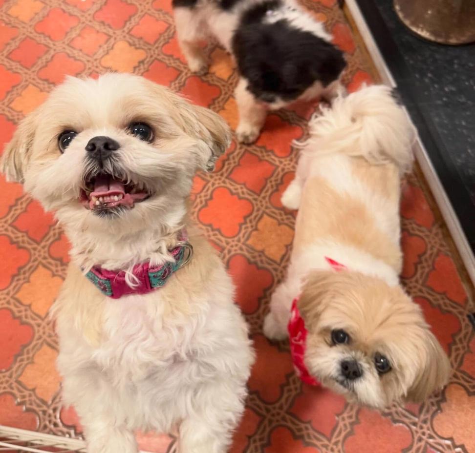 Enlarge Lucy and Bailey, a ADOPTABLE Shih Tzu in Foster, RI image 3/5