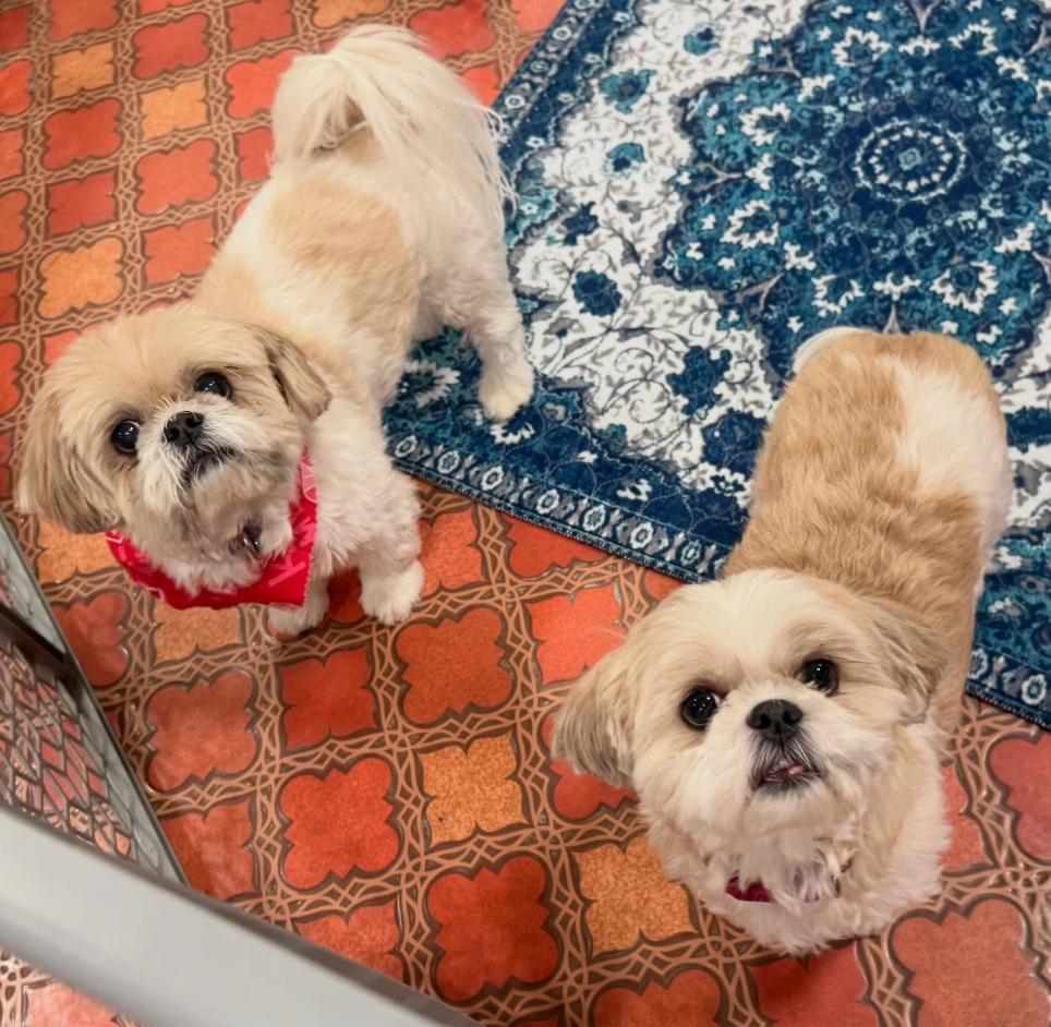 Enlarge Lucy and Bailey, a ADOPTABLE Shih Tzu in Foster, RI image 2/5