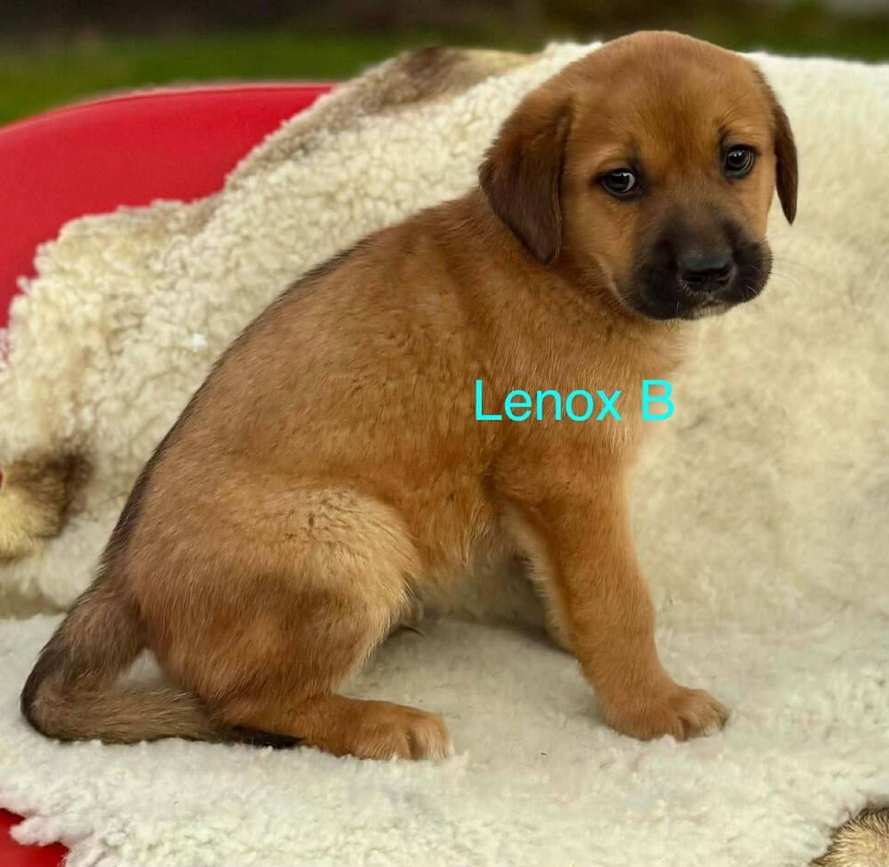 Lennox thumbnail 5