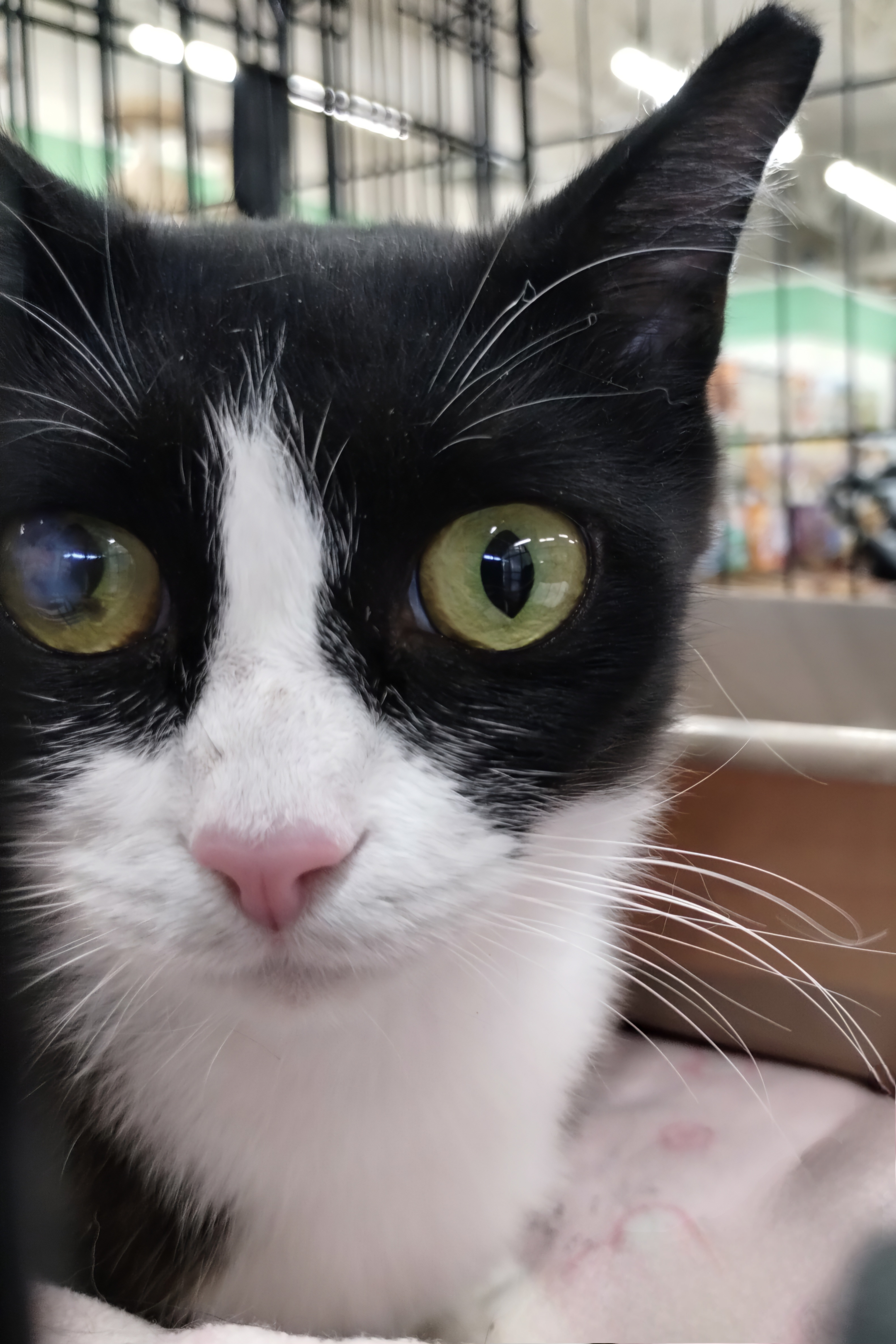 Cookie, Adult Female Domestic Short Hair