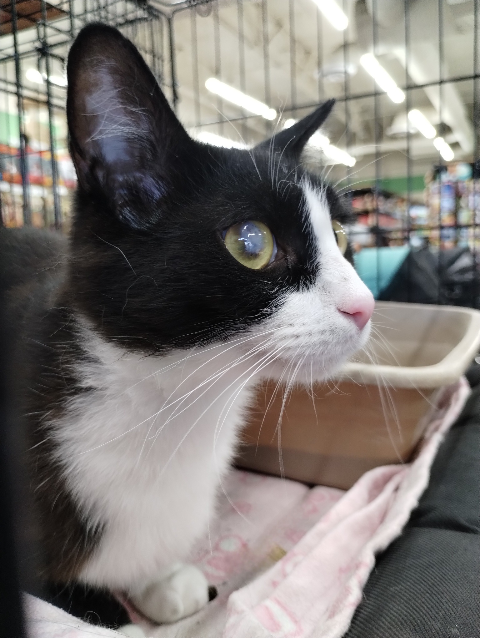 Cookie, a Adoptable Domestic Short Hair in Chandler, AZ image 2/2