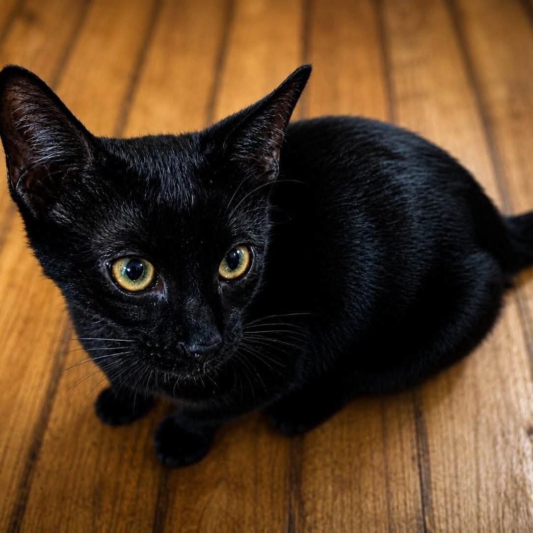 Enlarge Worf, a Adopted mixed breed in Springfield, MO image 1/2