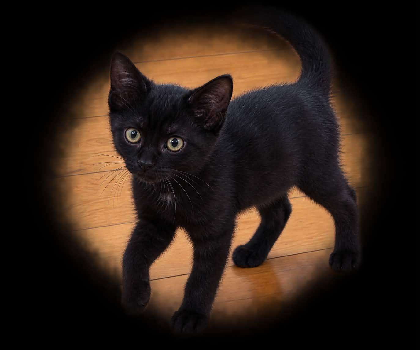 Enlarge Worf, a Adopted mixed breed in Springfield, MO image 2/2