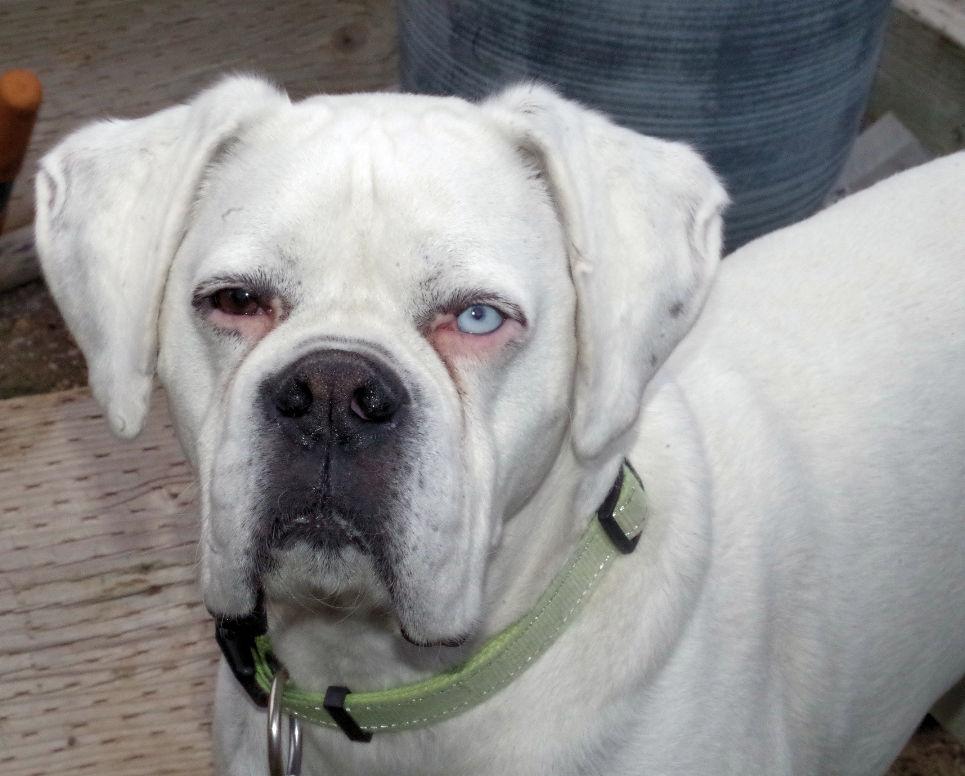 Enlarge CASPER, a ADOPTABLE Boxer in Kuna, ID image 2/3