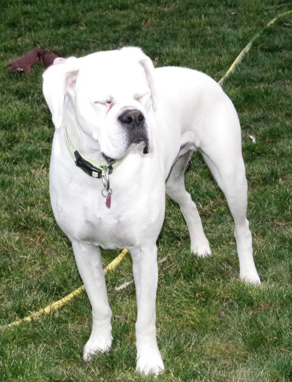 Enlarge CASPER, a ADOPTABLE Boxer in Kuna, ID image 1/3