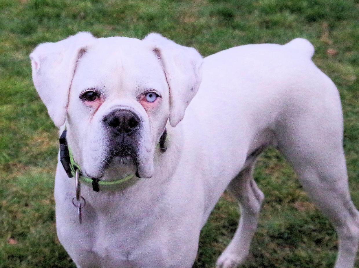 Enlarge CASPER, a ADOPTABLE Boxer in Kuna, ID image 3/3