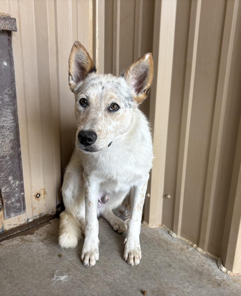 Betts, Adoptable, Young Male Australian Cattle Dog / Blue Heeler.
