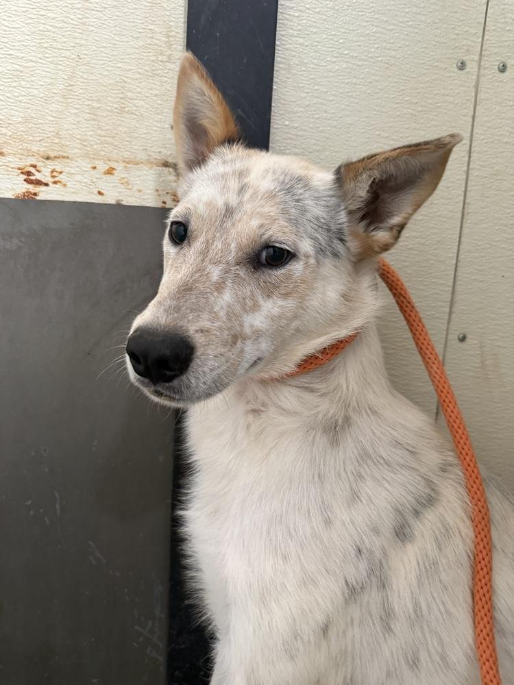 Betts, a Adoptable Australian Cattle Dog / Blue Heeler in Mountainair, NM image 3/3