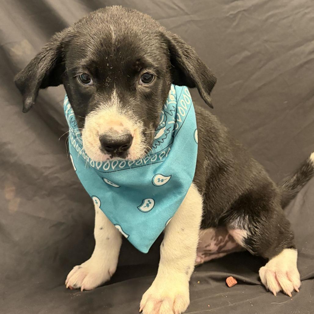 Nutmeg, Adoptable, Puppy Male Mixed Breed.
