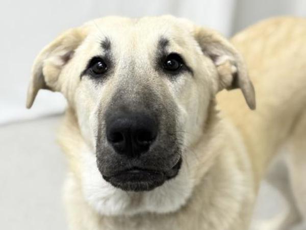 Mozzi, Adoptable, Young Female Great Pyrenees.