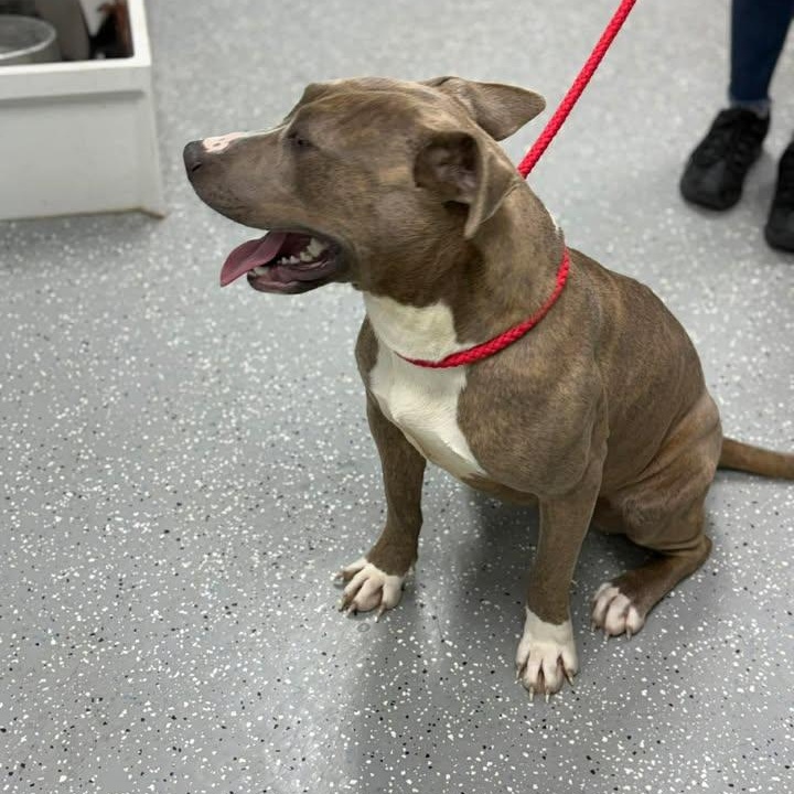 Enlarge Sable, a ADOPTABLE mixed breed in Bardstown, KY image 2/5