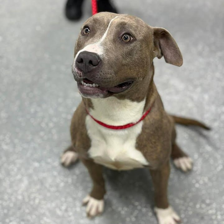Enlarge Sable, a ADOPTABLE mixed breed in Bardstown, KY image 5/5
