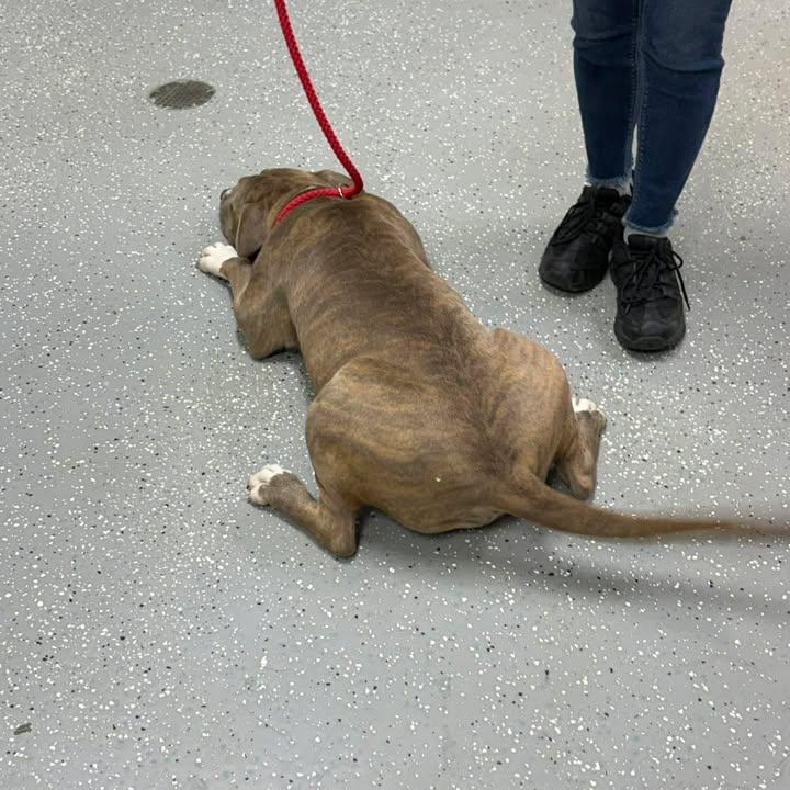 Enlarge Sable, a ADOPTABLE mixed breed in Bardstown, KY image 3/5