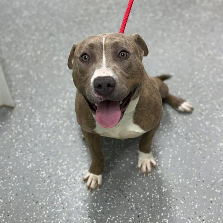 Enlarge Sable, a ADOPTABLE mixed breed in Bardstown, KY image 4/5