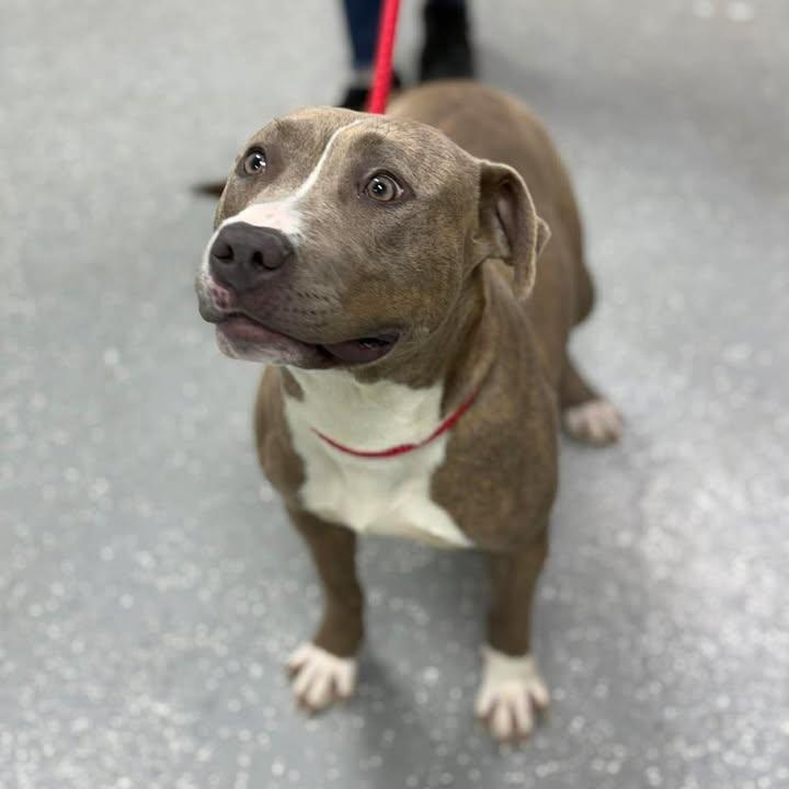 Sable, ADOPTABLE, Young Female American Staffordshire Terrier.