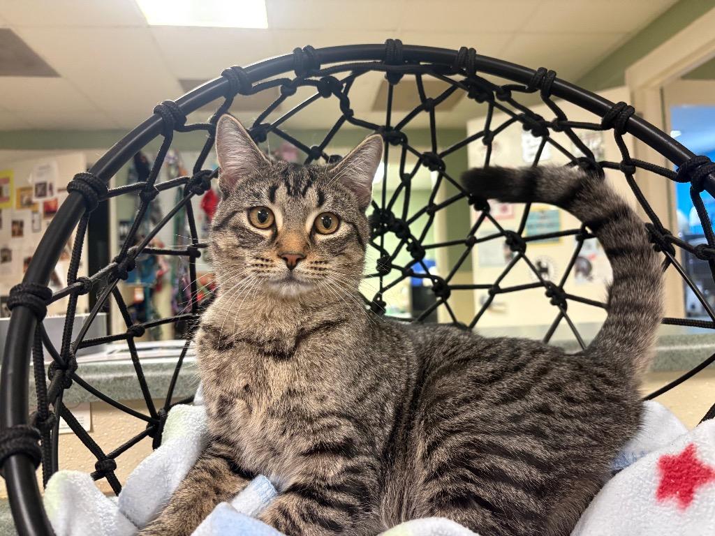 Emmett, Adoptable, Young Male Domestic Short Hair.