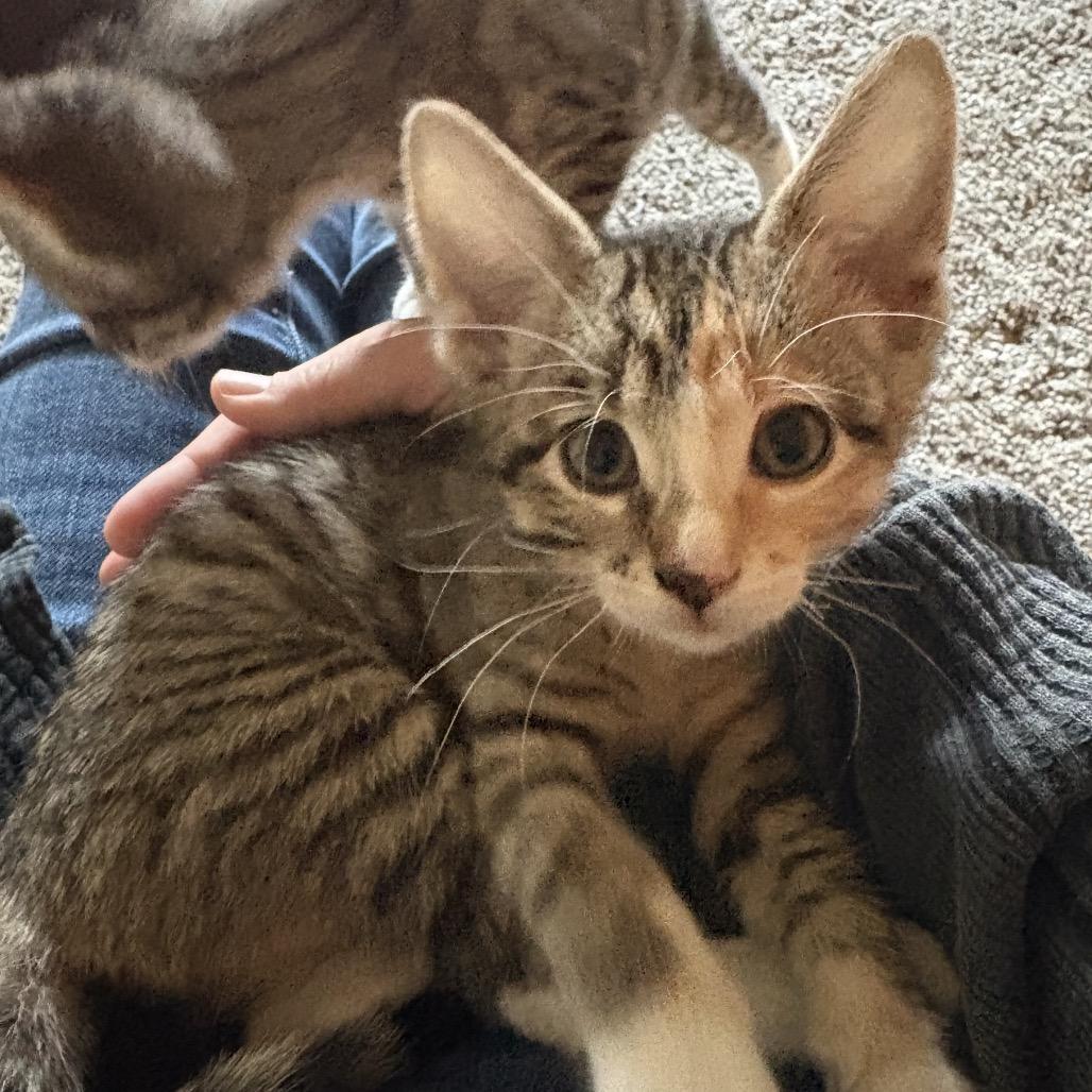 Venus, a Adoptable Domestic Short Hair in Mondovi, WI image 1/2