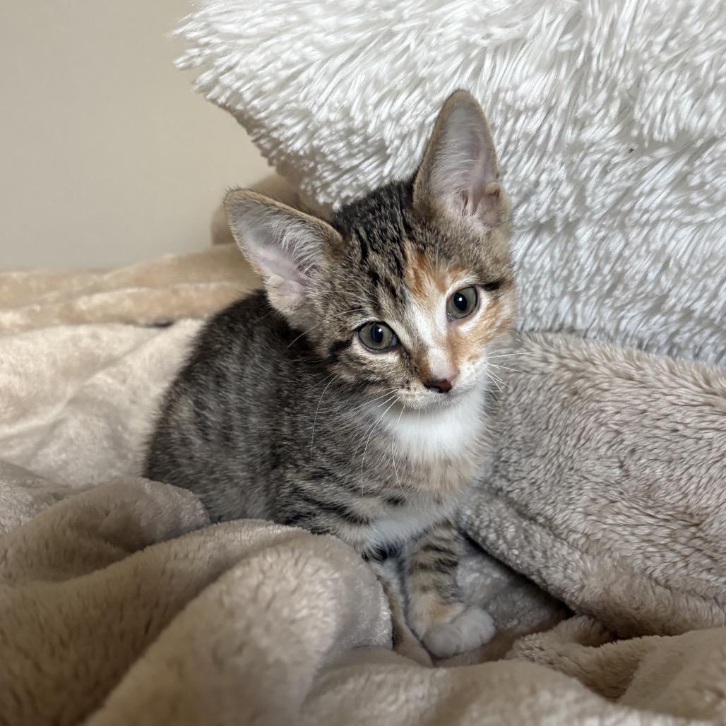 Venus, a Adoptable Domestic Short Hair in Mondovi, WI image 2/2