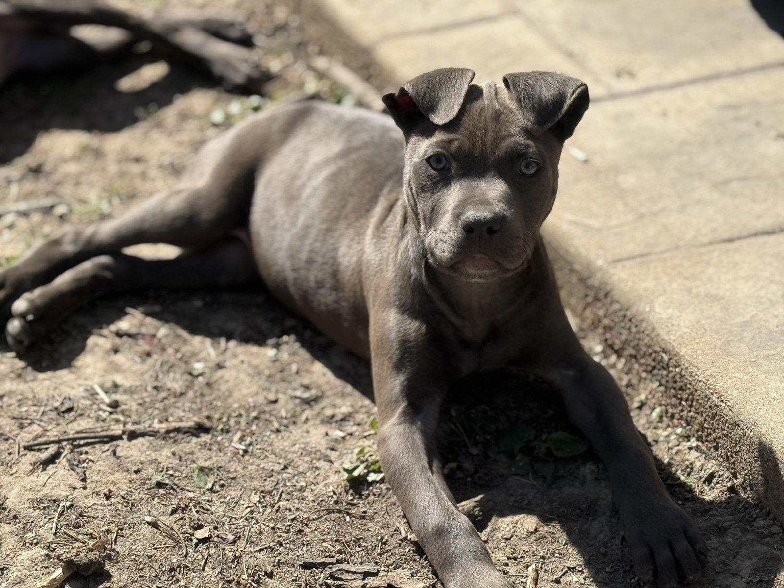 Enlarge Mae, a Adoptable Pit Bull Terrier in Fenton, MO image 1/3