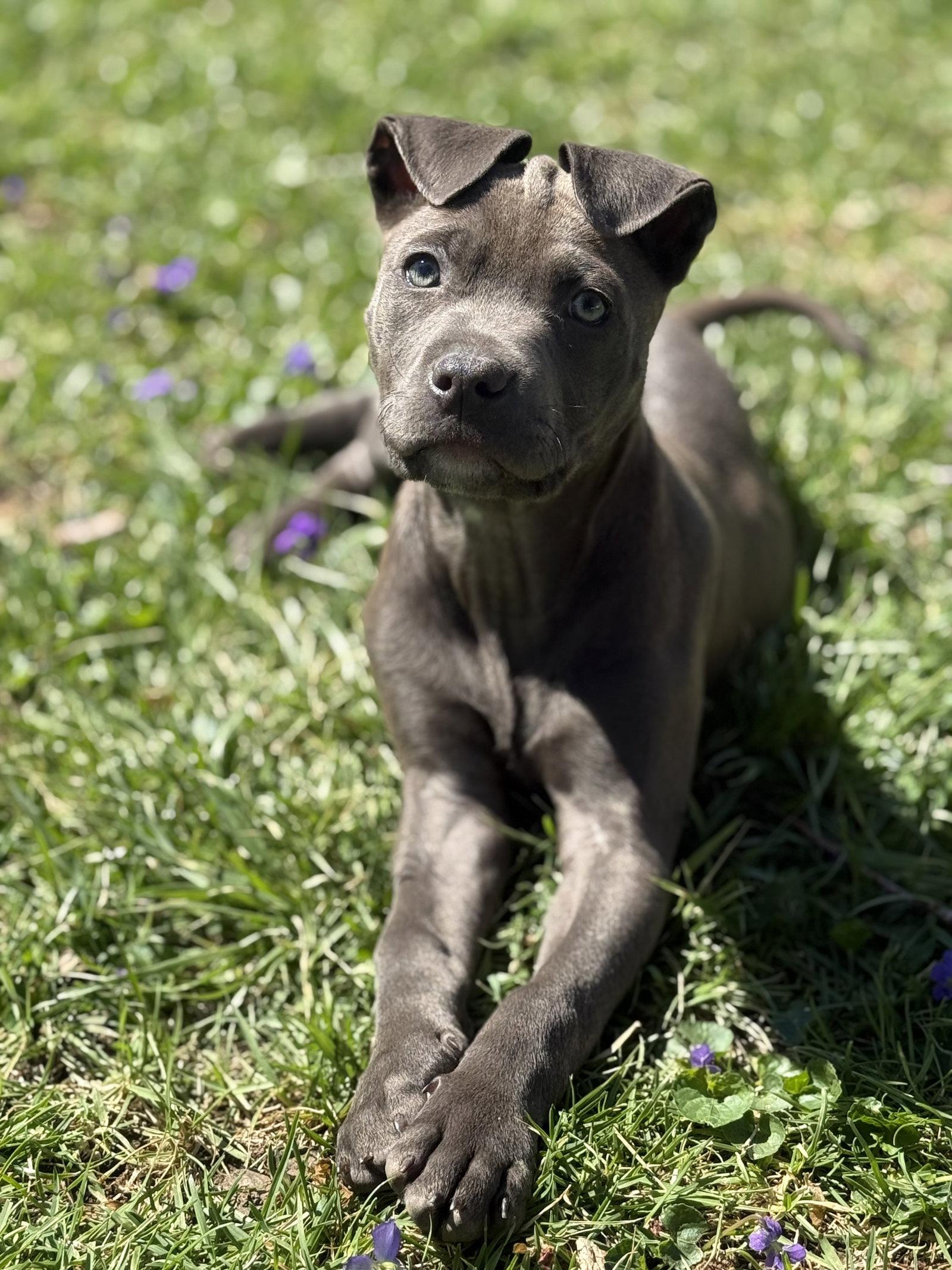 Enlarge Mae, a Adoptable Pit Bull Terrier in Fenton, MO image 2/3