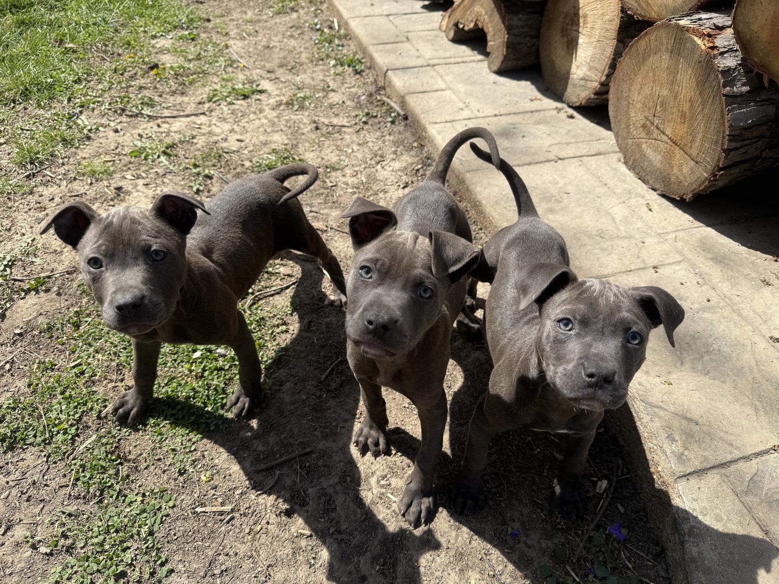 Enlarge Mae, a Adoptable Pit Bull Terrier in Fenton, MO image 3/3