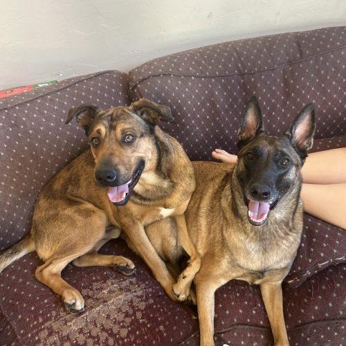 Enlarge Marvel, a Adoptable mixed breed in Glendale, AZ image 2/4