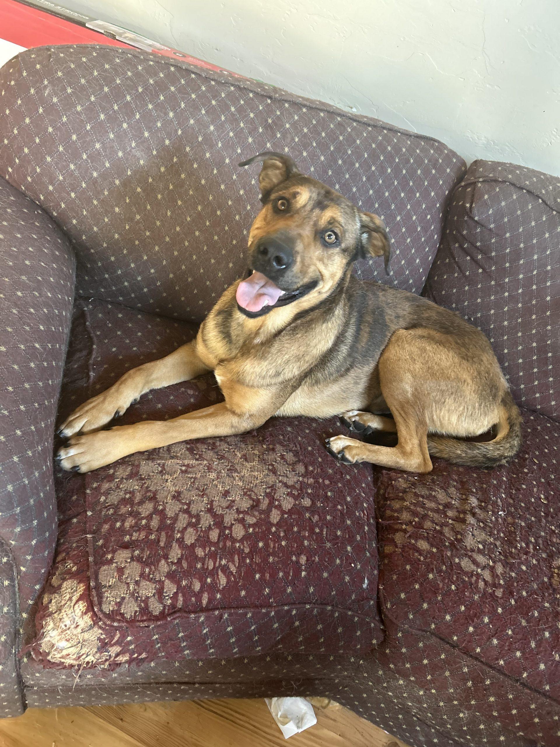 Enlarge Marvel, a Adoptable mixed breed in Glendale, AZ image 3/4