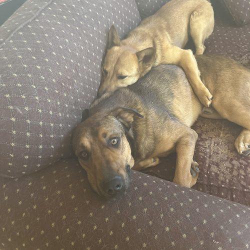 Enlarge Marvel, a Adoptable mixed breed in Glendale, AZ image 4/4