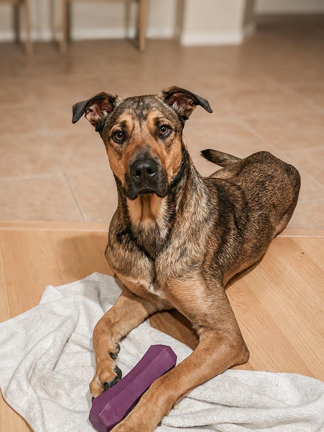 Marvel, a Adoptable mixed breed in Glendale, AZ image 4/4