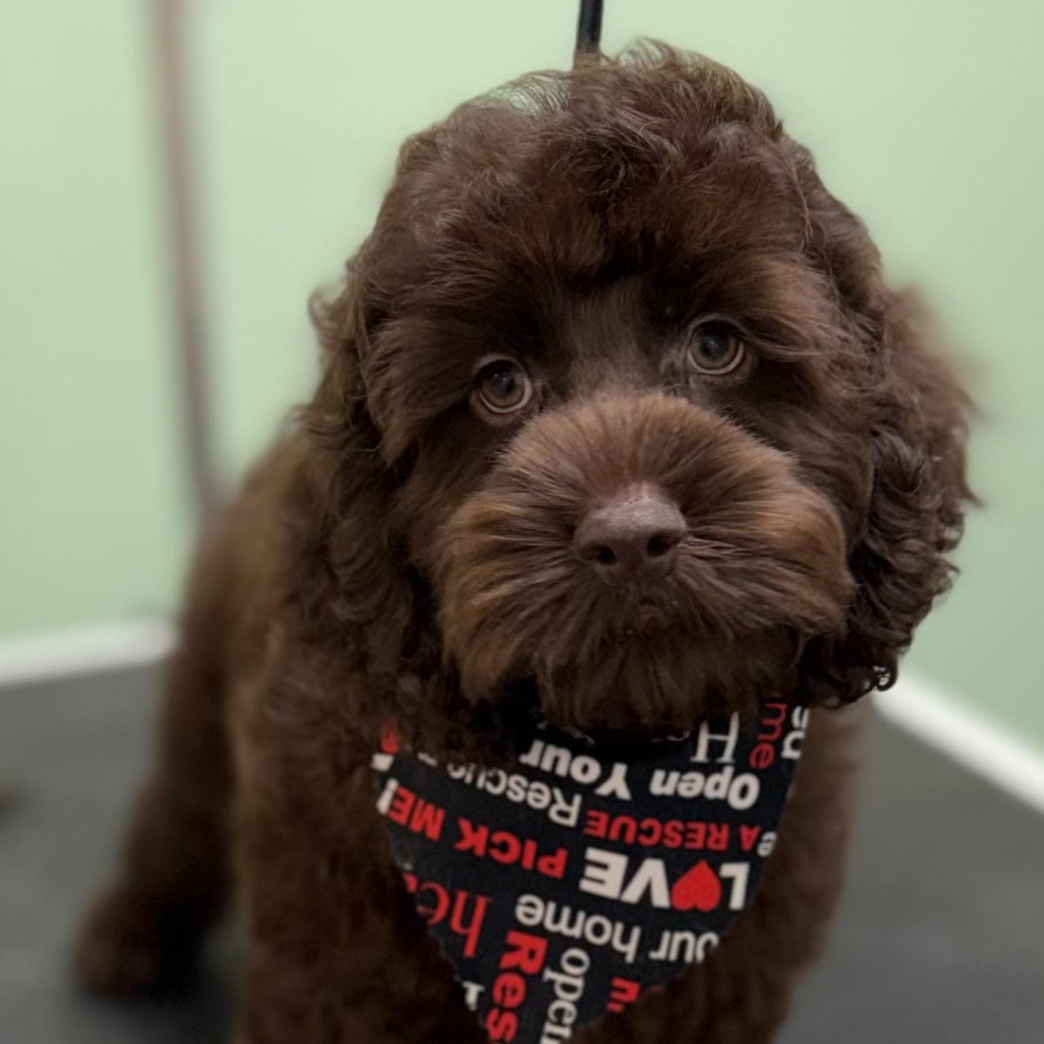 Twix, adopted, Puppy Male Cocker Spaniel & Poodle.