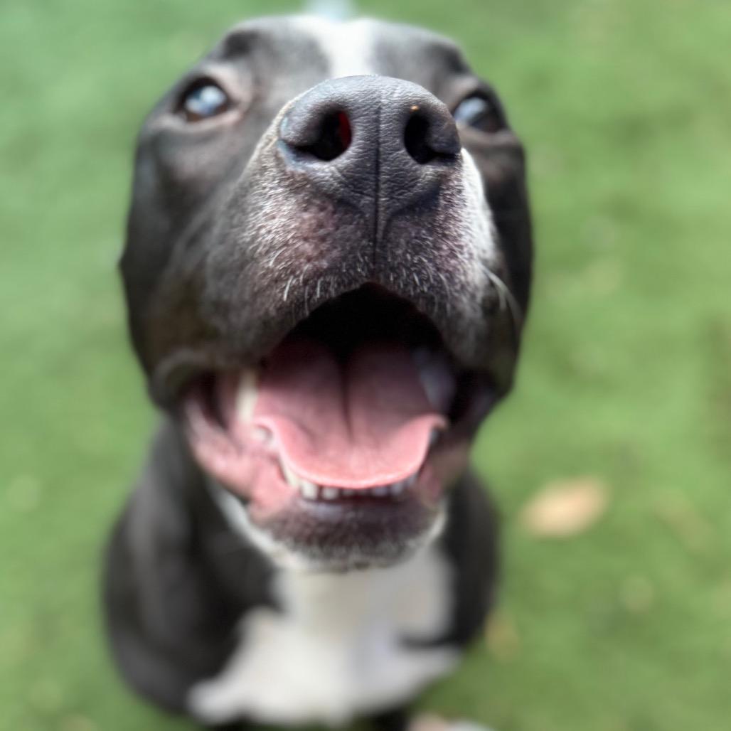 Virtue, Adoptable, Young Male Terrier.