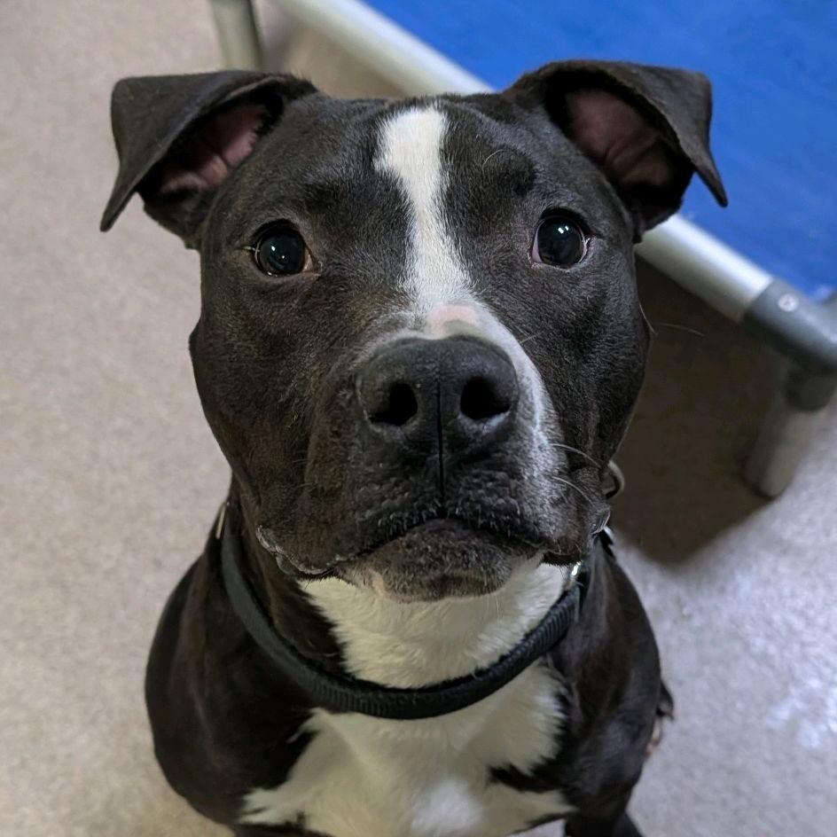 Virtue, a Adoptable Terrier in St. Louis, MO image 2/6