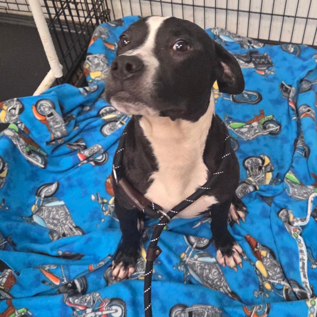 Virtue, a Adoptable Terrier in St. Louis, MO image 3/6