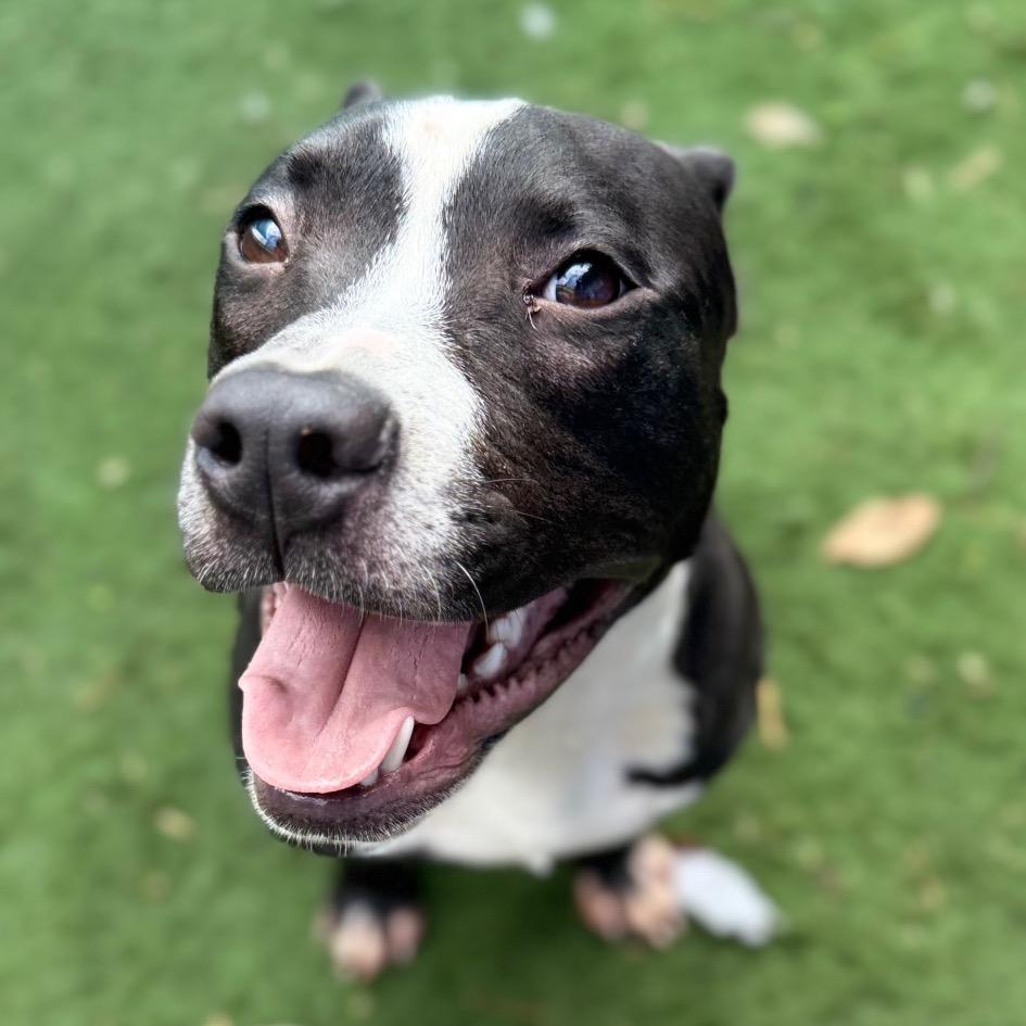 Virtue, a Adoptable Terrier in St. Louis, MO image 4/6