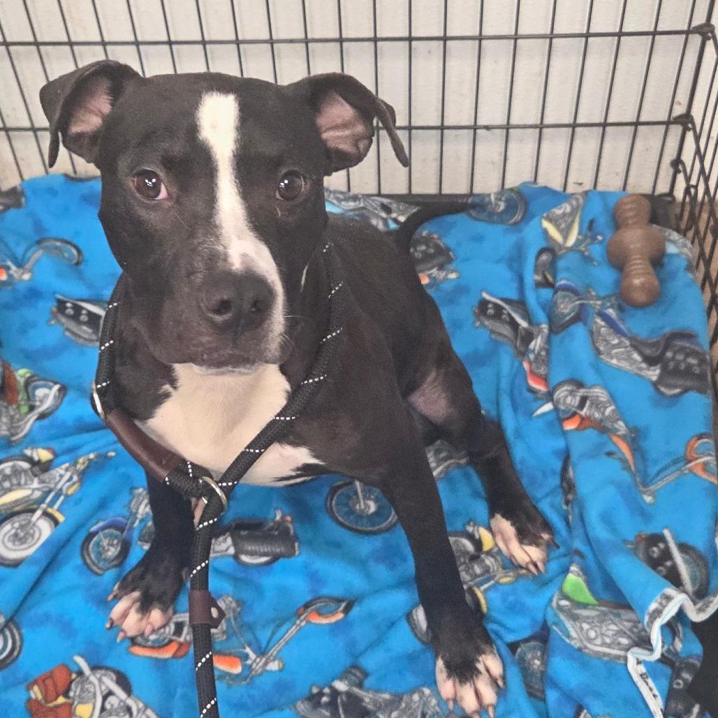 Virtue, a Adoptable Terrier in St. Louis, MO image 5/6