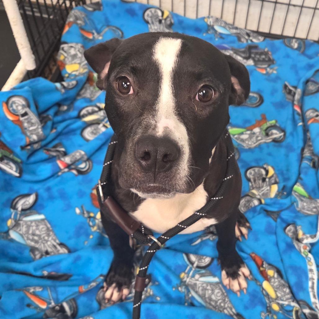 Virtue, a Adoptable Terrier in St. Louis, MO image 6/6