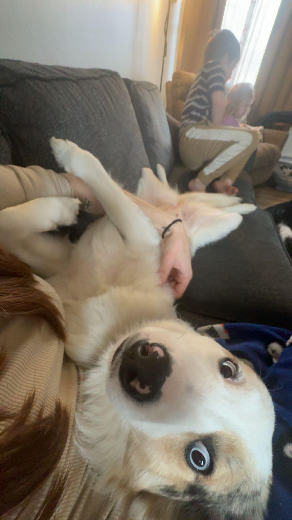 Enlarge Angel Marie, a ADOPTABLE mixed breed in Fort Madison, IA image 5/5