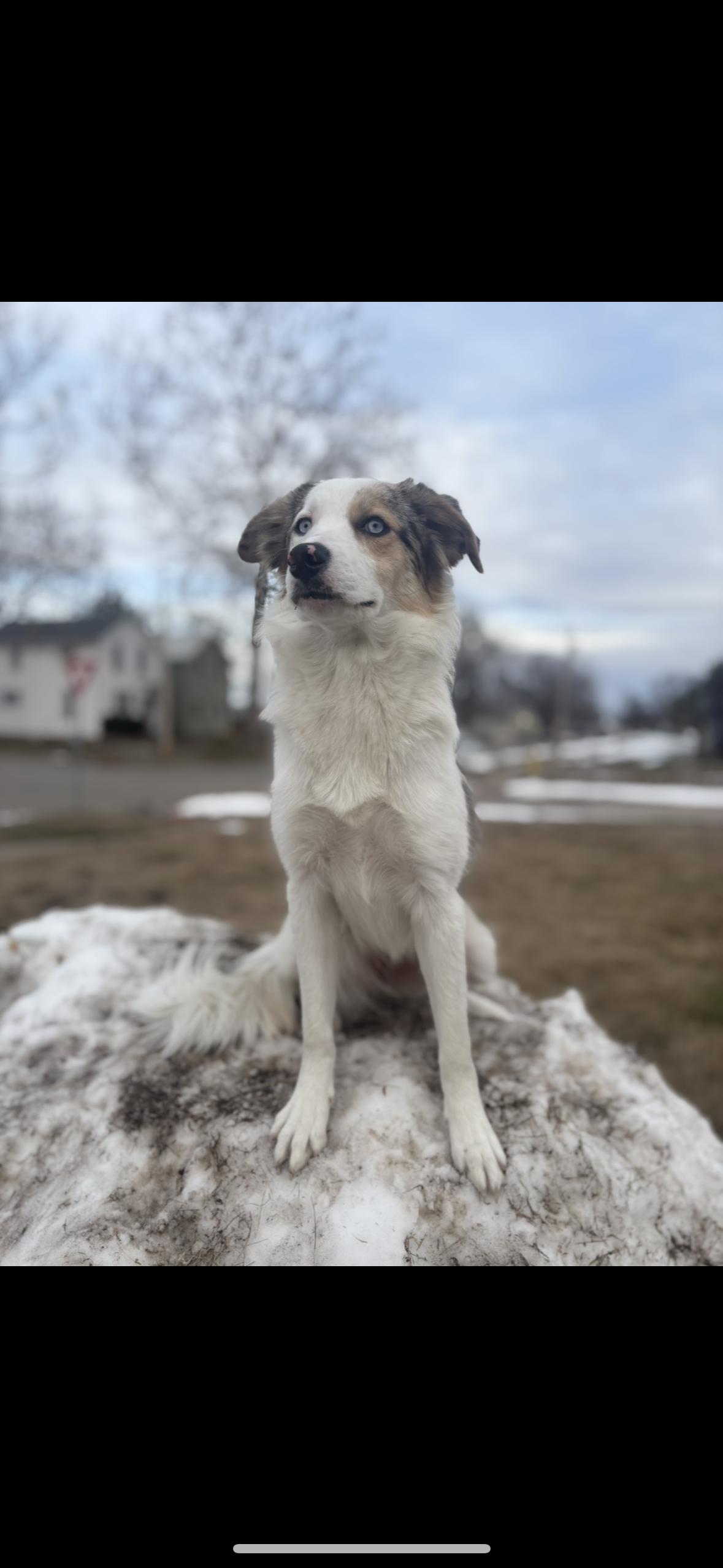 Angel Marie, ADOPTABLE, Adult Female Australian Shepherd & Great Pyrenees.