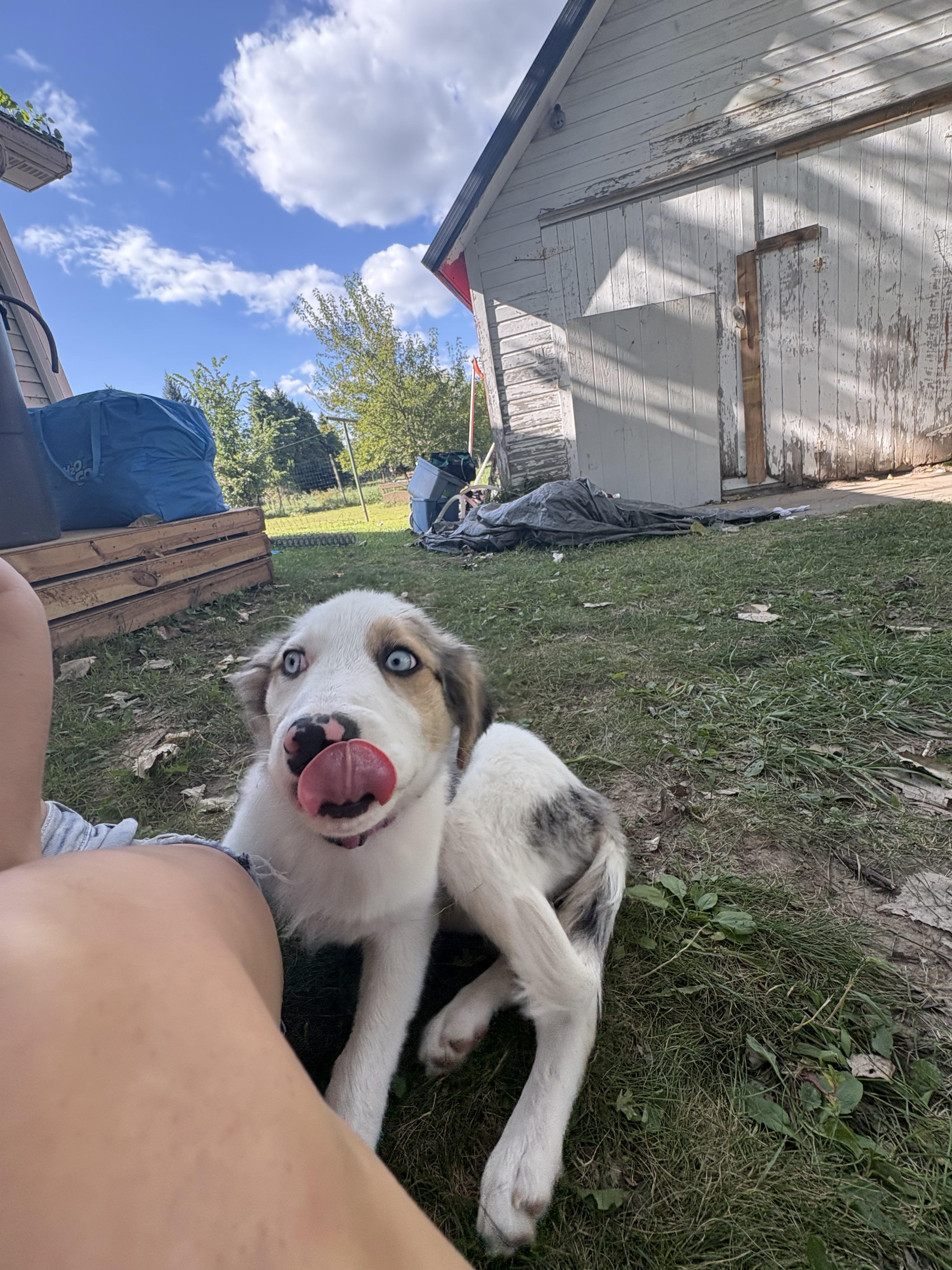 Enlarge Angel Marie, a ADOPTABLE mixed breed in Fort Madison, IA image 2/5